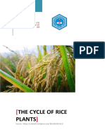 The Cycle of Rice Plants