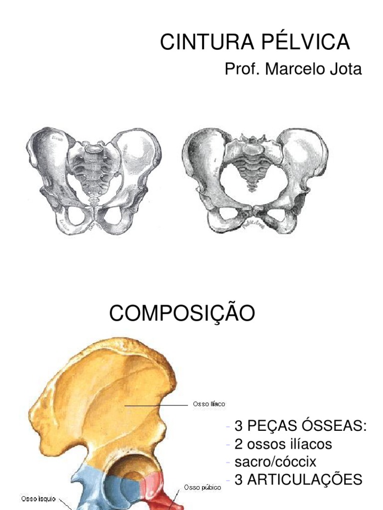 Anatomia e movimentos da cintura pélvica, PDF, Pélvis