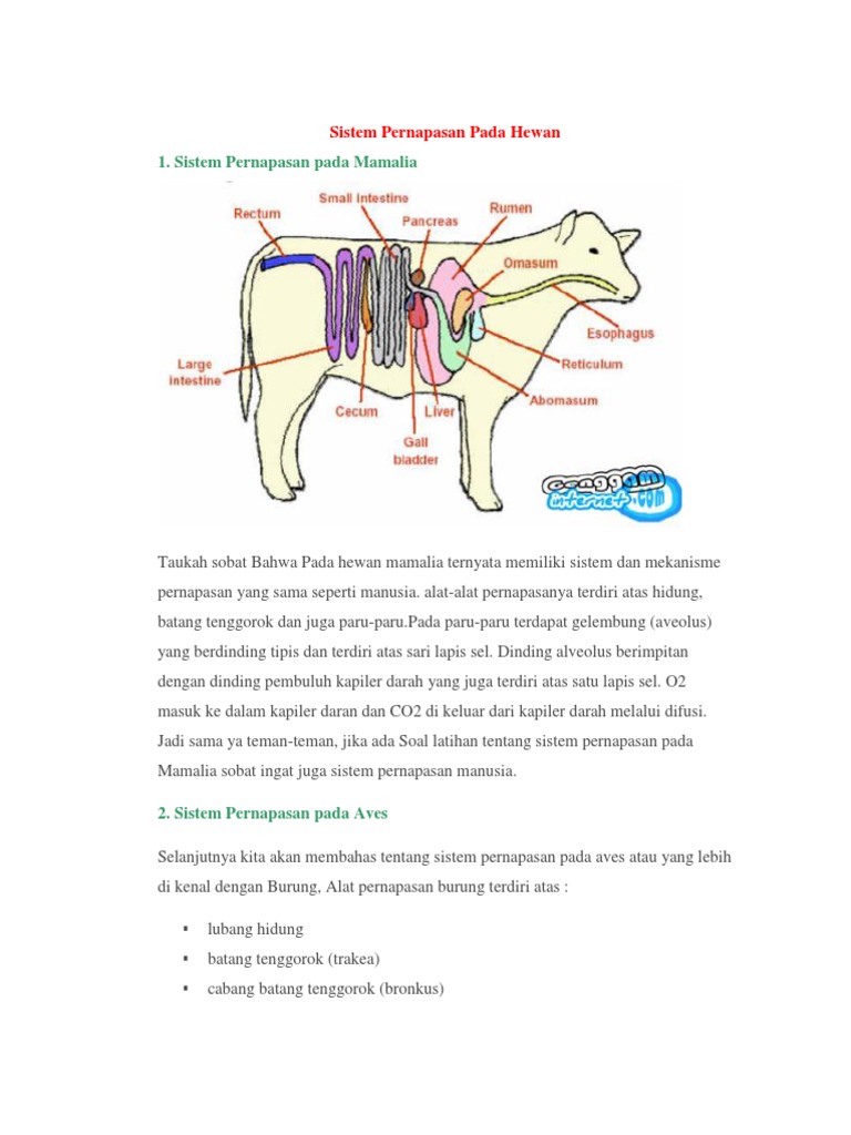 880 Koleksi Gambar Sistem Pernapasan Pada Hewan Reptil Gratis Terbaik