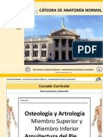 04. Osteologia y Artologia Miembros. Arquitectura Del Pie 2016