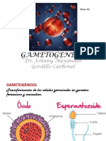1ra Clase - Gametogenesis