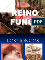 2015 Clase Reino Fungi