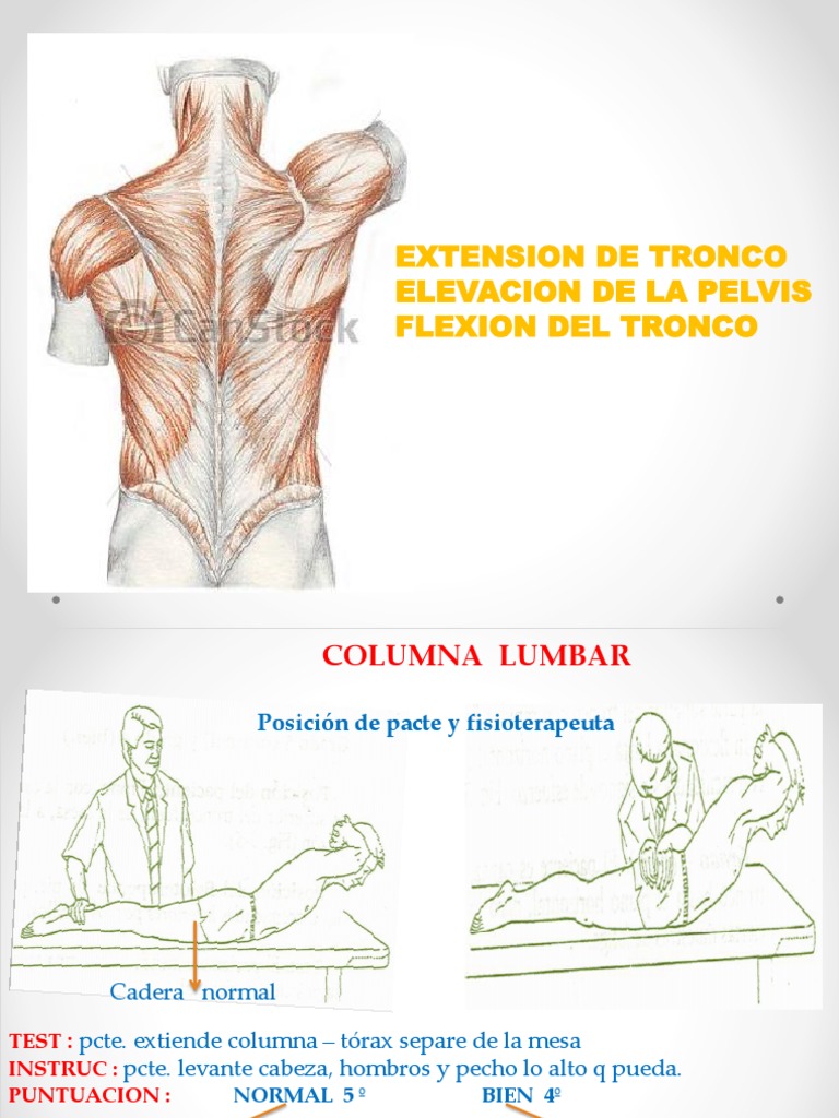 Flexi n Y Extensi n Del Tronco PDF T rax Pelvis