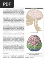 Human Brain