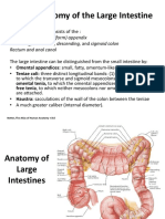 HBP + Large Intestine