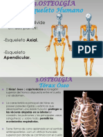 Anatomía