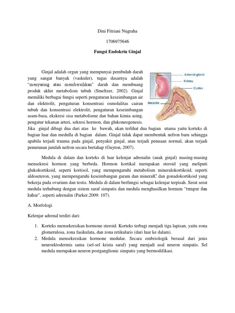 Fungsi Endokrin Ginjal