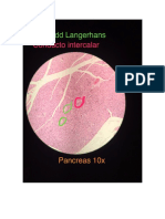 Pancreas