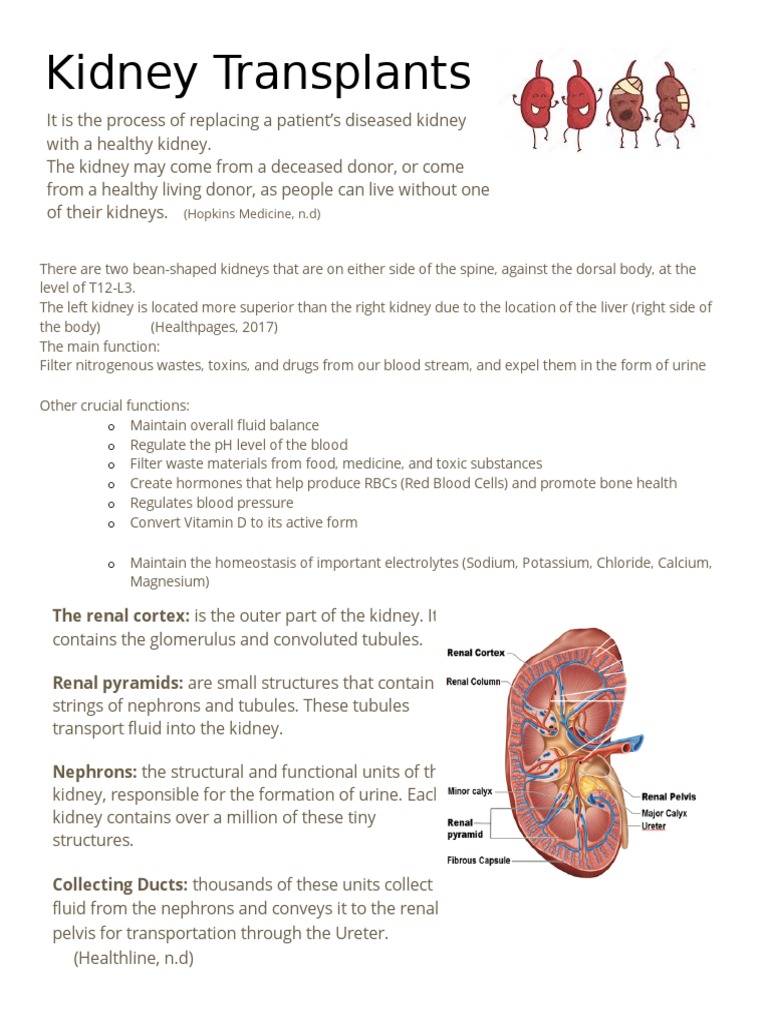 kidney transplants handout Kidney Organ (Anatomy)