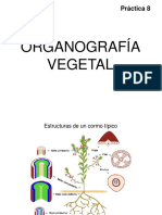 08 Guía Pract Pract Organogr Vegetal PDF