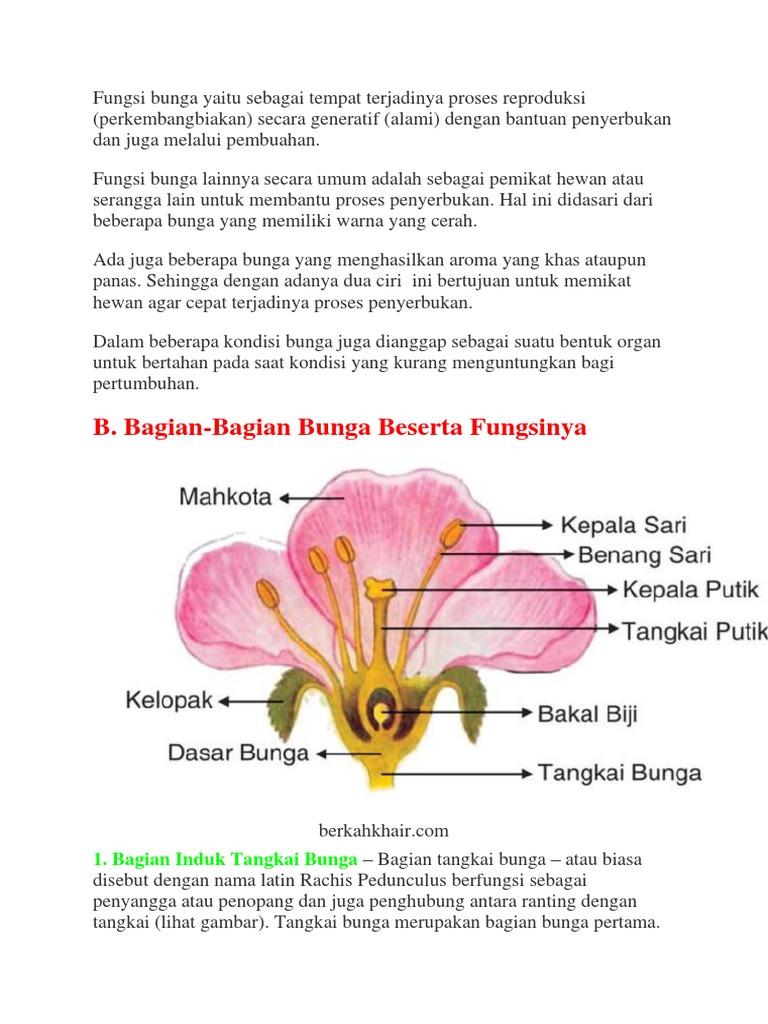 Beginilah Gambar Bunga Kamboja Beserta Bagian Bagiannya Beginilah Gambar Bunga Kamboja Beserta Bagian Bagiannya