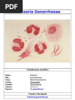 Download Neisseria Gonorrhoeae by Javier Ignacio SN37419956 doc pdf