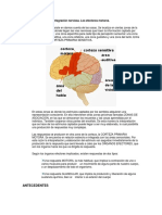 Cerebro y Los Diferentes Sistemas de Conexion Nerviosa de Integración Nerviosa