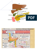 Bilirubin and Abdominal Region