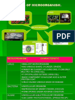 Types of Microorganisms and Their Characteristics