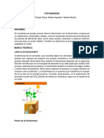 Fotosíntesis: proceso vital para las plantas