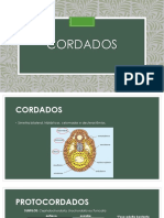 6 - Cordados