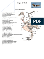 Tugas Evolusi Rangka Burung Elang