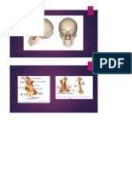 CAJA TIMPÁNICA     CAJA TIMPÁNICA.docx