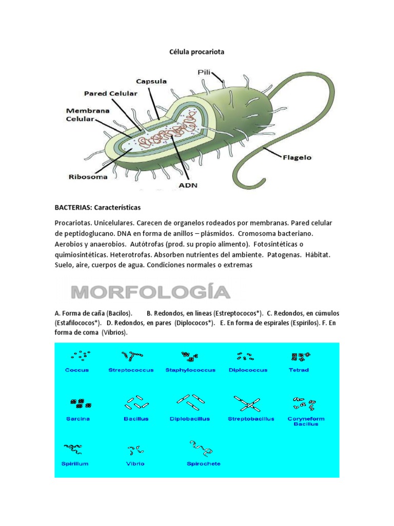 Célula Procariota | PDF | Las bacterias | Pared celular