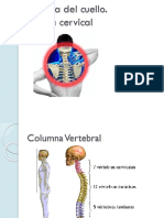 Anatomia