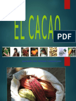 Cacao