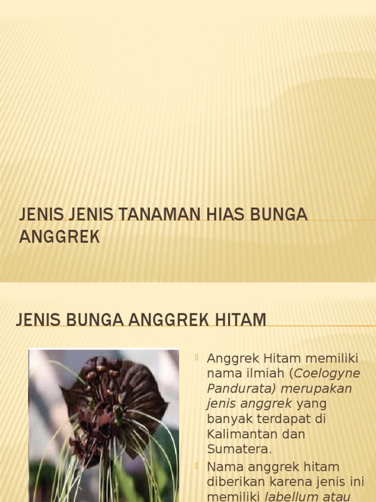  Gambar  Bunga  Anggrek  Hitam Gambar  Bunga 