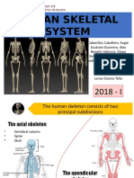 Human Skeletal System: Members