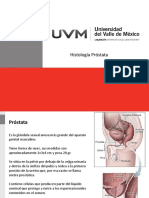 Histologia Prostata Sistema Endocrino