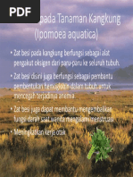 laporan penanaman secara hidroponik tumbuhan pakcoy