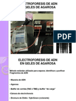 Electroforesis DNA