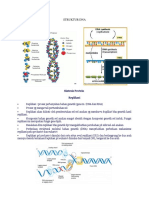 Struktur Dna