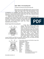 Tungau Debu Dermatophagoides1