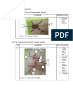 HASIL PENGAMATAN SISTEM AMPHIBI