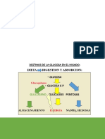 Clase 8 Glucogenogenesis y Pentosas