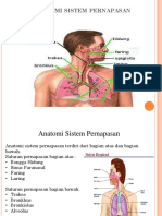 Anatomi Sistem Pernapasan