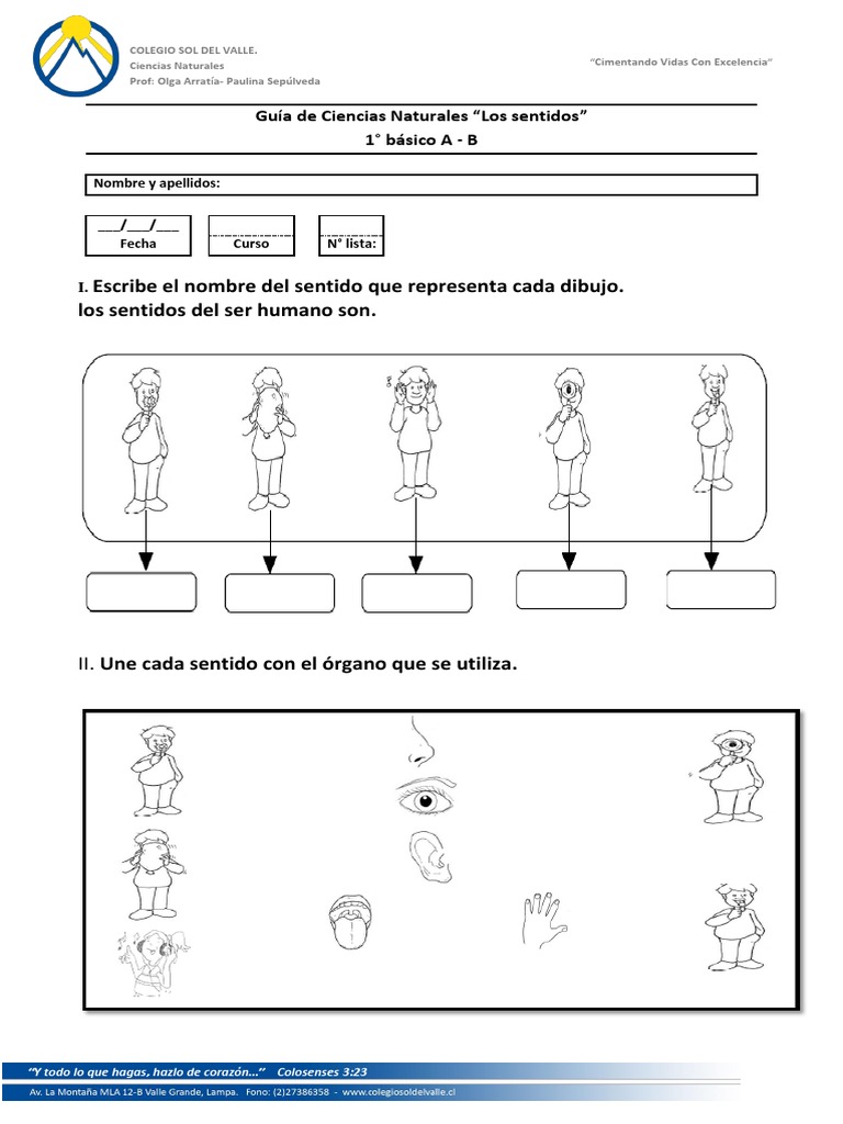 Dibujo de los Sentidos para 1° Básico | PDF