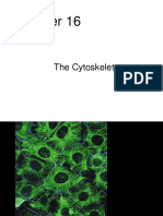 Chapter16 The Cytoskeleton