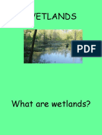 Basic Wet Land