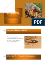 Endangered Animal Project Pangolin