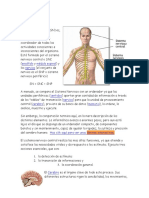 El Sistema Nervioso