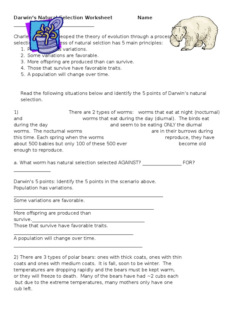 Darwin's Natural Selection Worksheet | PDF | Natural Selection | Bears