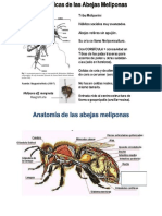 Anatomia de Abejas Meliponas