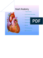 Heart Arteries