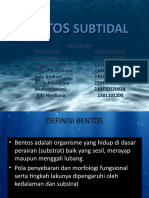 Benthos Subtidal
