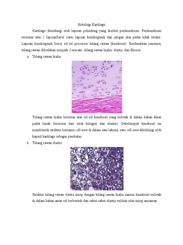Histologi Kartilago
