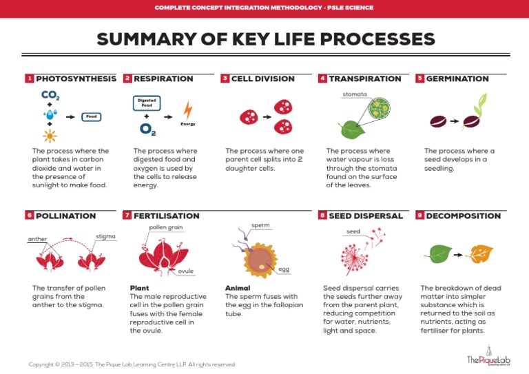 SOG DG6 Summary of Key Life Processes 5p2 | PDF | Seed | Pollen