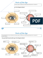 Cfe2 S 12 The Human Eye Labelling Activity - Ver - 2 PDF