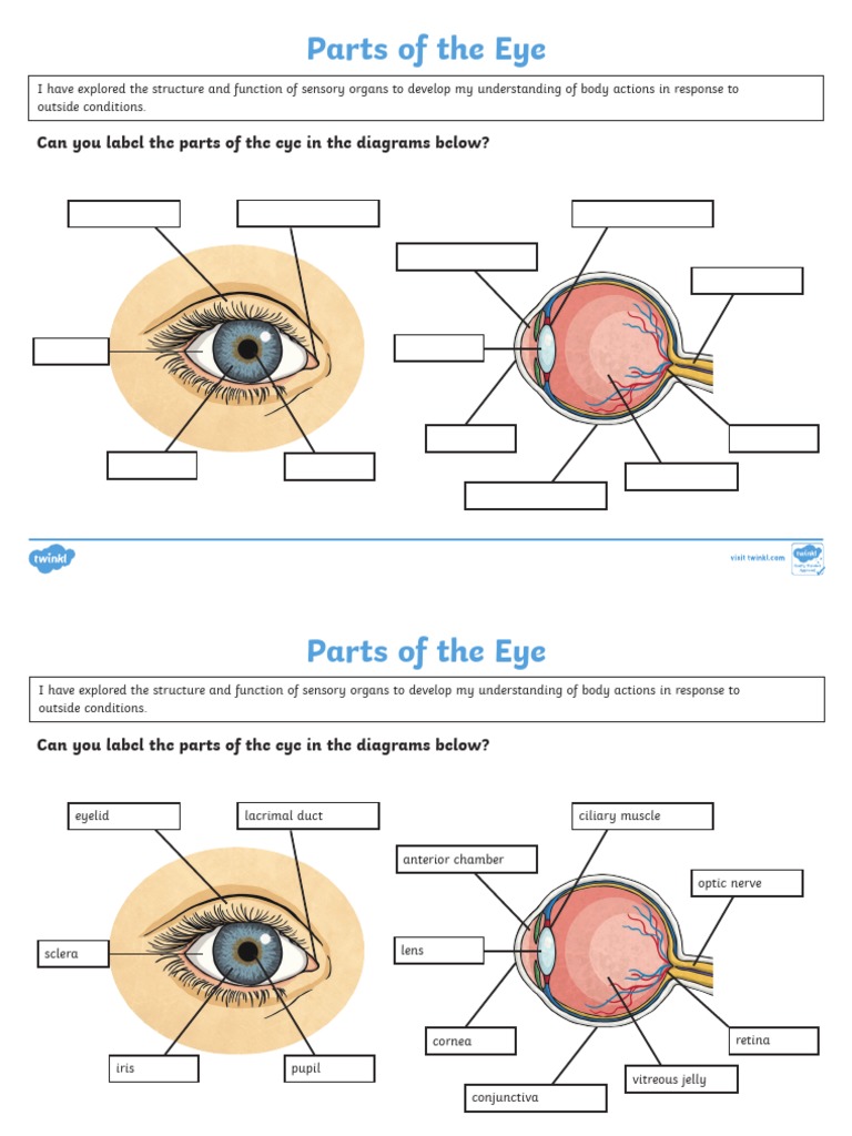 cfe2s12thehumaneyelabellingactivity_ver_2.pdf