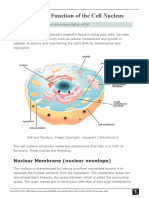 Structure and Function of The Cell Nucleus